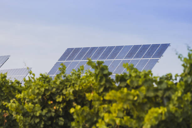 Solar panels renewable energy net zero emissions