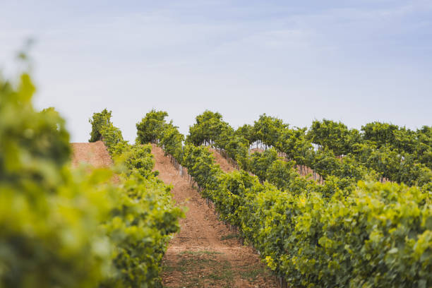 Grape vines in a vineyard on the Old Mission Peninsula outside of Traverse City, Michigan with Grand Traverse Bay in the background.
