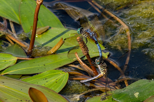 Blue Dasher Dragonflies Mating
