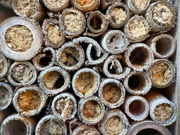 istock Plugged solitary bee nests in bug hotel 1522486390