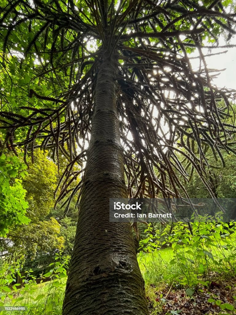 Monkey Tree Visual Monkey Puzzle Tree Stock Photo - Download Image Now - Arboretum, Color ...