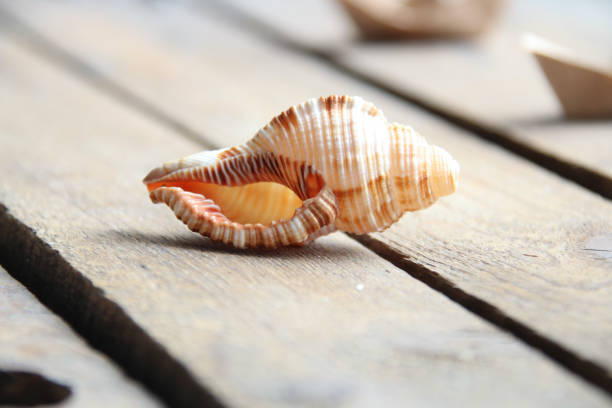 istock Seashell on a wooden background. Summer time concept. 1522518903