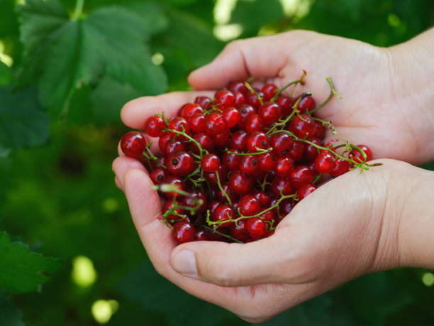 istock A woman holding red currant in her hands above a currant bush 1522531077