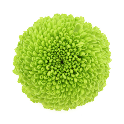 Macro of a green chrysanthemum isolated on white background.