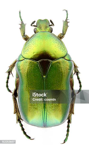 Cetonia Aurata Foto de stock y más banco de imágenes de Escárabo - Escárabo, Animal, Blanco - Color