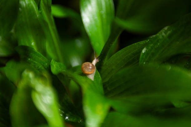 istock A snail is taking a walk on the leaves on a rainy day 1522537072