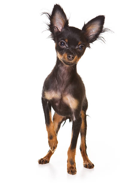 istock Russian Toy Dog on white 152253951