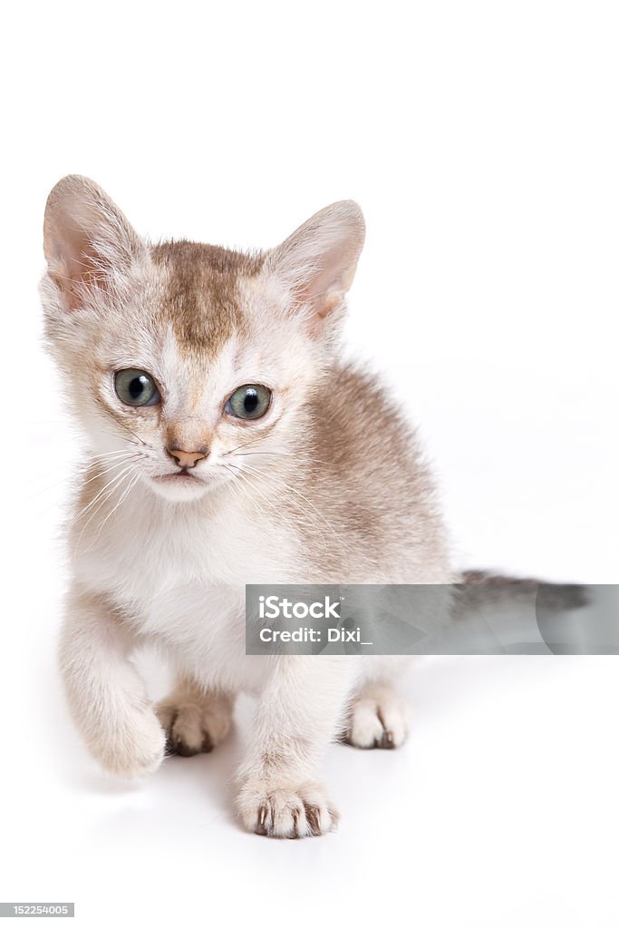 Anak Kucing Bengal Di Latar Belakang Putih Foto Stok - Unduh Gambar