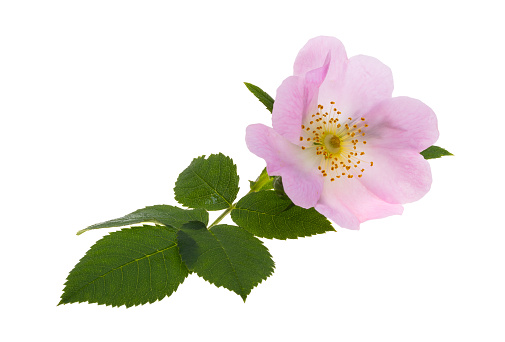rosehip flower isolated on white background