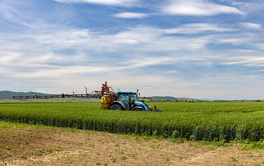 Tractor sprays an oat field. Modern equipment works in the field.
