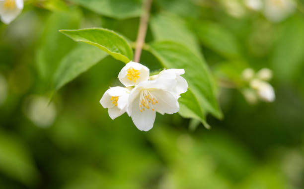 istock jasmine flower in a flower bed 1522546730