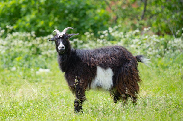 istock black goat grazing in the meadow 1522547280