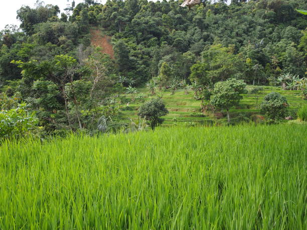 istock Rice plantation on the mountain slope 1522547828