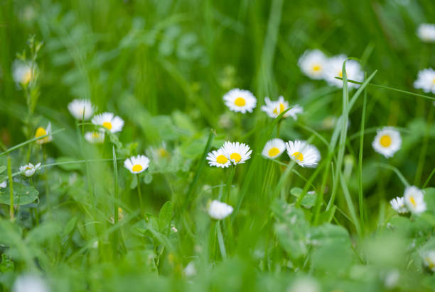 summer flowers in the meadow
