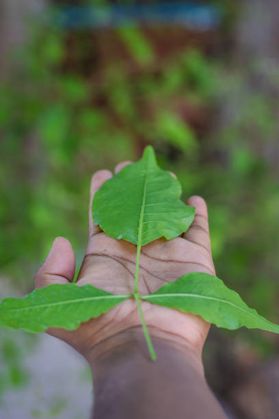 istock devotee holding holy Aegle marmelos or Bael leaf in hand from different angle at day 1522551195