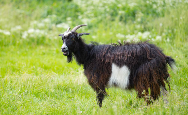 istock black goat grazing in the meadow 1522552058