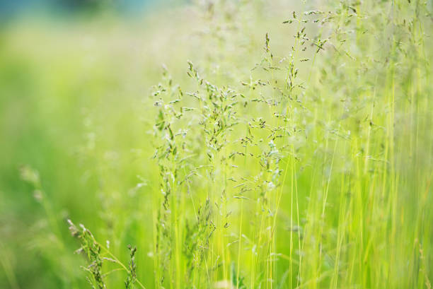 istock green grass in the meadow 1522557941