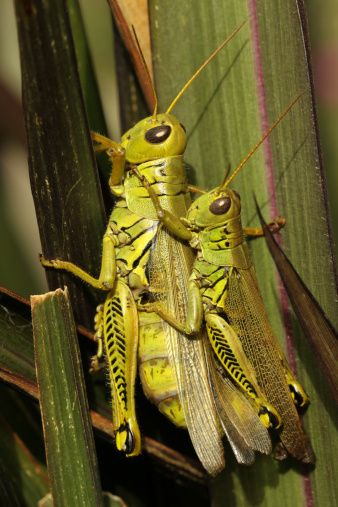Two differential grasshoppers on a leaf in a flower garden