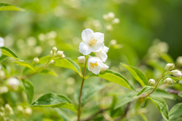 istock jasmine flower in a flower bed 1522562834