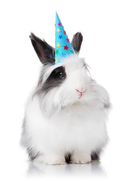 Linda coelho com chapéu de aniversário em azul - foto de acervo