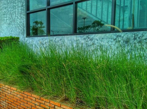 istock Green grass on a brick wall in front of an office building 1522570815
