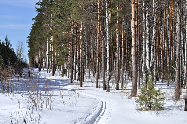 冬にスキーコースの森 - rural scene russia ski track footpath ストックフォトと画像