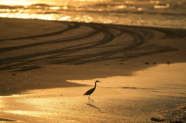 Silhoutte de Heron na praia - foto de acervo