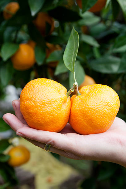 istock Mandarin on the women hand 152259651