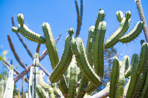 Saguaro Cactus reaches the sky in Papagayo, Costa Rica. OLYMPUS DIGITAL CAMERA