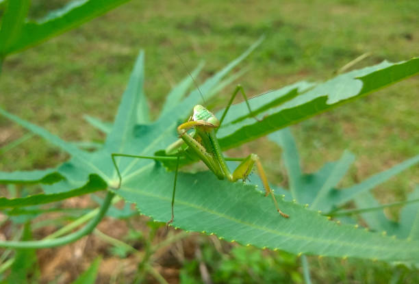 istock Green praying mantis camuflage on green grass environment 1522611436