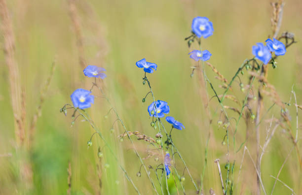 flax flower in the meadow