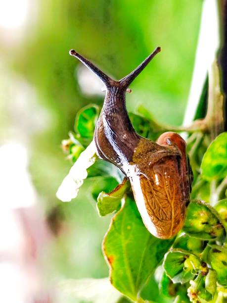 istock Close up of snail 1522615682