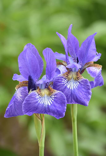 Garden with a pair of blooming Siberian iris flower blossoms in the spring.