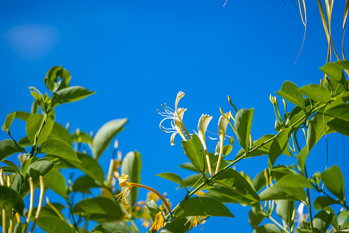 beautiful honeysuckle blooming on a sunny day