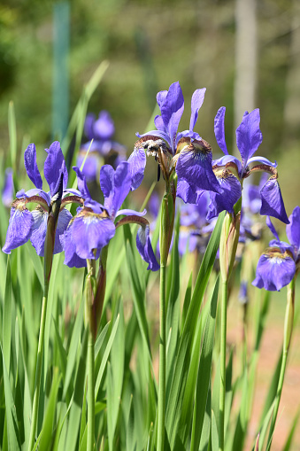 Garden with flowering purple Siberian iris flower blossoms blooming.