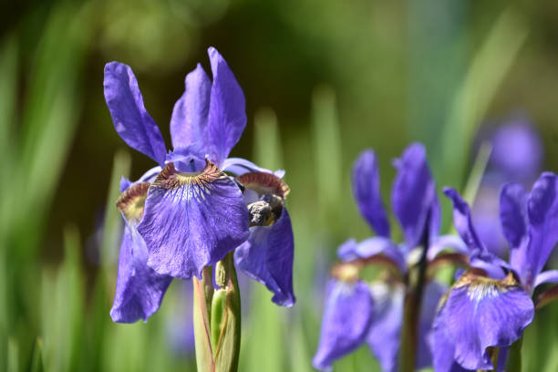 istock Striking Siberian Iris Flowers Blooming and Flowering 1522625325