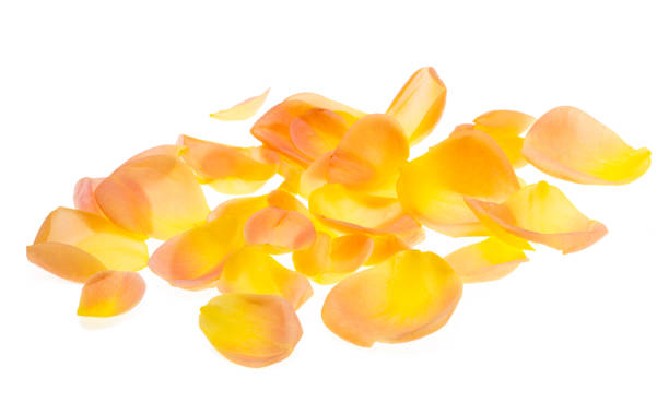 istock yellow rose petals isolated 1522629890