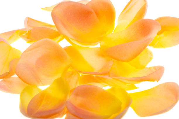 istock yellow rose petals isolated 1522630397