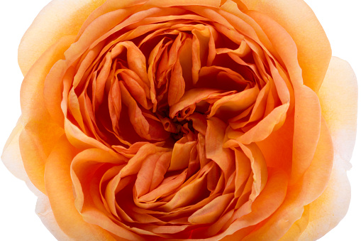 rose orange isolated on white background