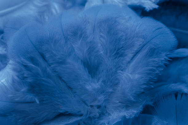 istock blue feather pigeon macro photo. texture or background 1522634076