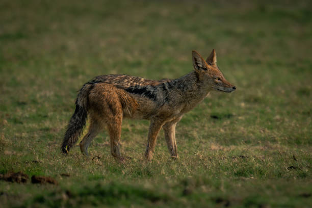 istock Black-backed jackal stands in profile on grass 1522634604