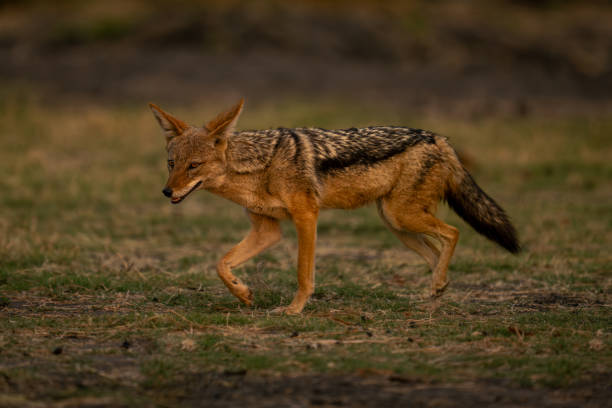 istock Black-backed jackal trots across grass lifting foot 1522635129