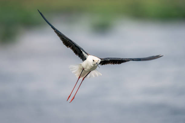 istock Black-winged stilt flies over river dangling legs 1522635141