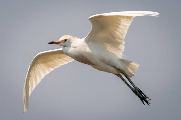 cattle egret flies under perfect blue sky - egret water bird wildlife nature imagens e fotografias de stock