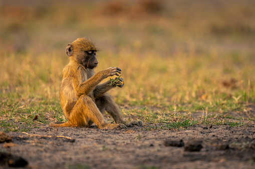 Chacma baboon sits holding plant in hands