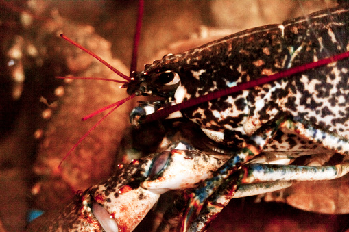 Homarus gammarus, lobster,  seafood in a restaurant n aquarium in Santiago de Compostela, Galicia, Spain.