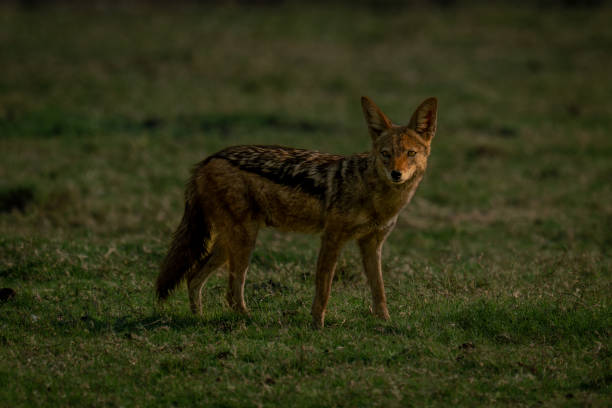 istock Black-backed jackal stands staring on short grass 1522669204