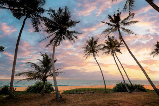 istock Gorgeous sky with clouds over the coconut palms on the tropical beach. 1522672835