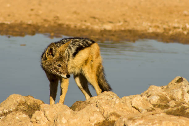 istock Black-backed Jackal, Canis mesomelas, at a waterhole 1522675991