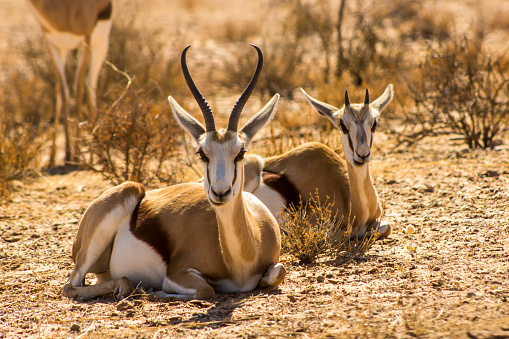 A Springbok doe and a juveline lying down, busy chewing cud in the Kalahari Desert in South Africa. The Springbok, occur on the arid scrublands and grasslands of south and southwestern Africa, and they are the National Animal of South Africa. They used to form herds of over a million and migrate after the sporadic rains.